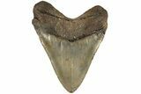 Fossil Megalodon Tooth - North Carolina #200242-2